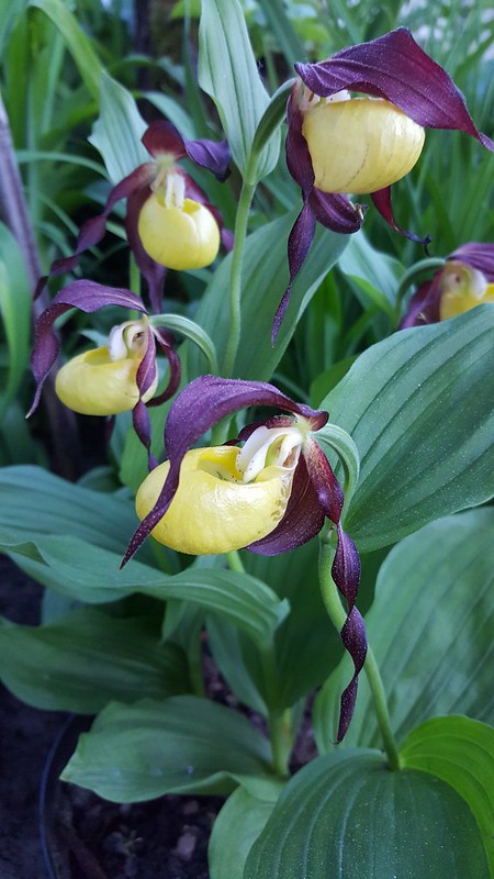 Cypripedium calceolus.jpg