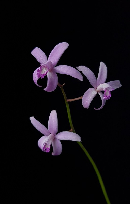 Laelia caulescens.jpg