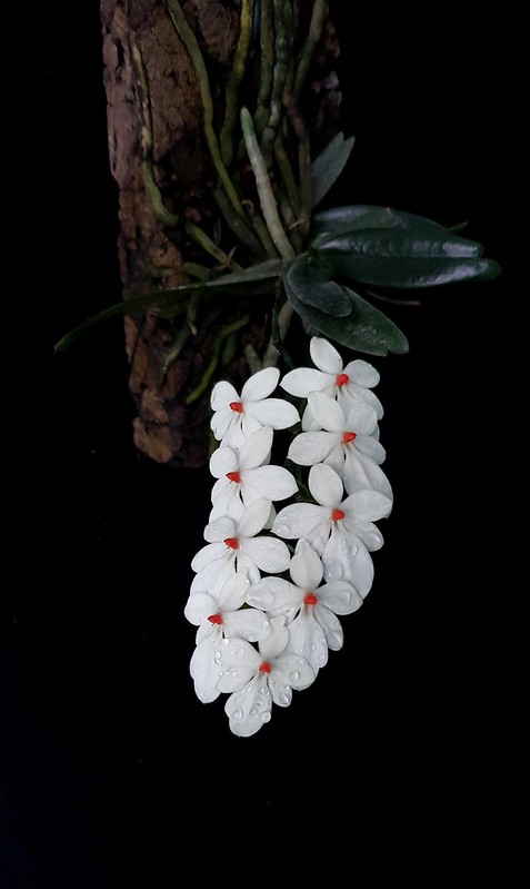 Aerangis luteo-alba var. rhodosticta.jpg