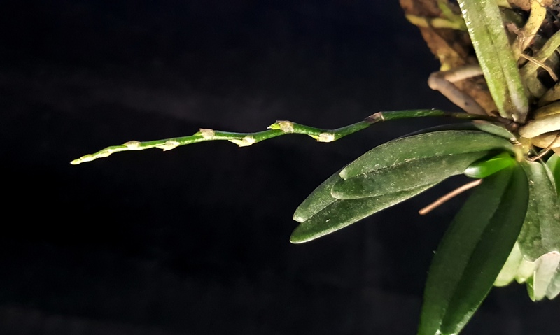 Aerangis luteoalba var. rhodosticta (1).jpg