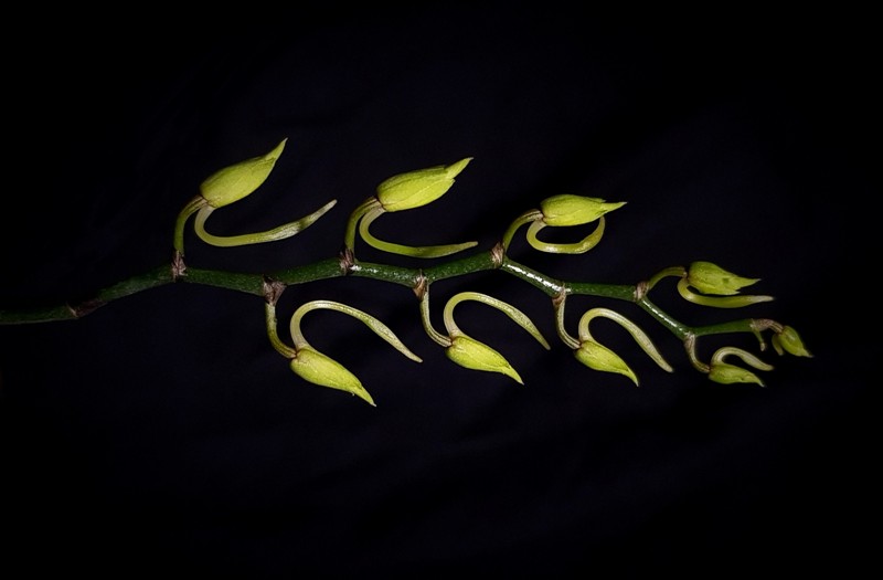 Aerangis luteoalba var. rhodosticta (2).jpg