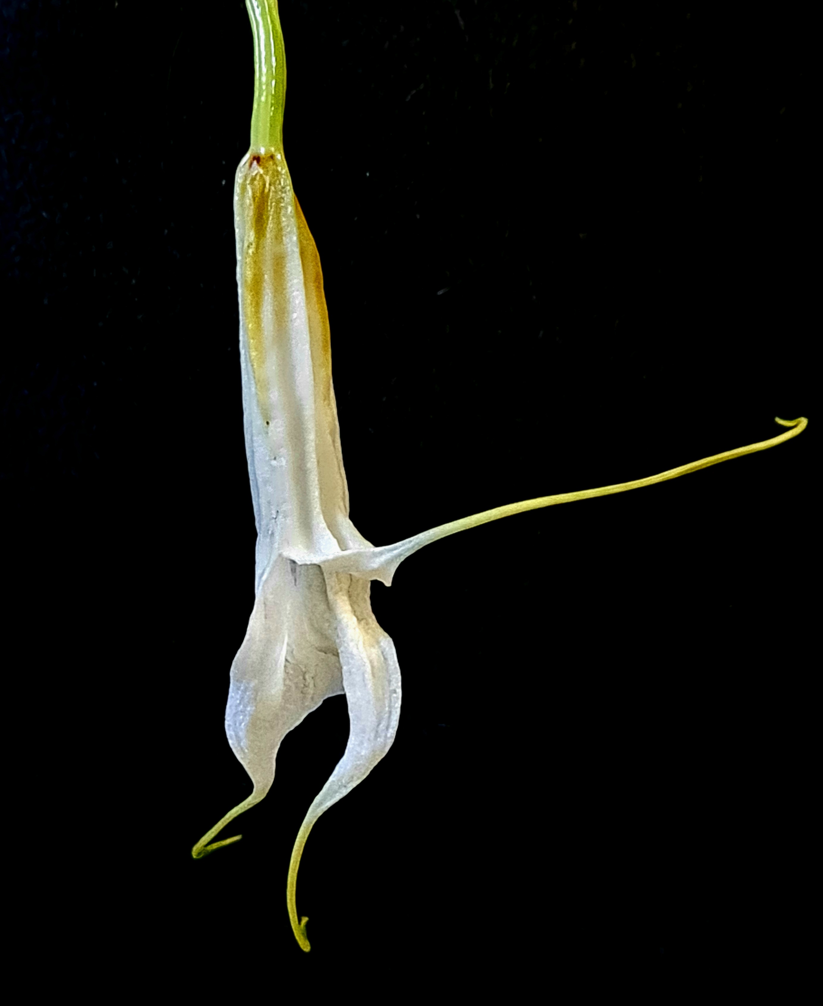 Masdevallia datura