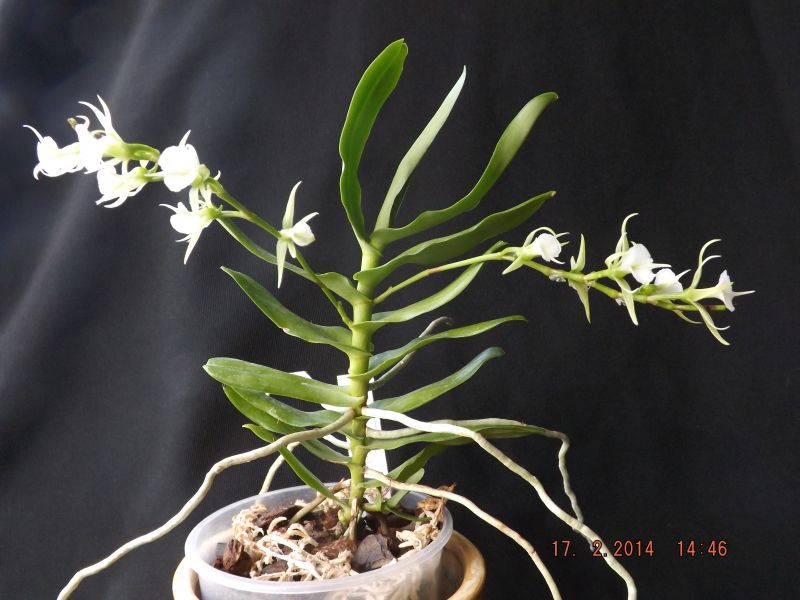 DSCF1408.JPG