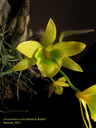Dendrobium_senile.jpg