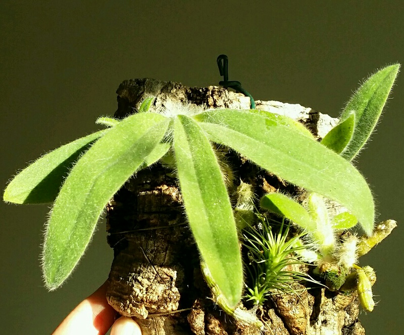2016 01 17 Dendrobium senile.jpg