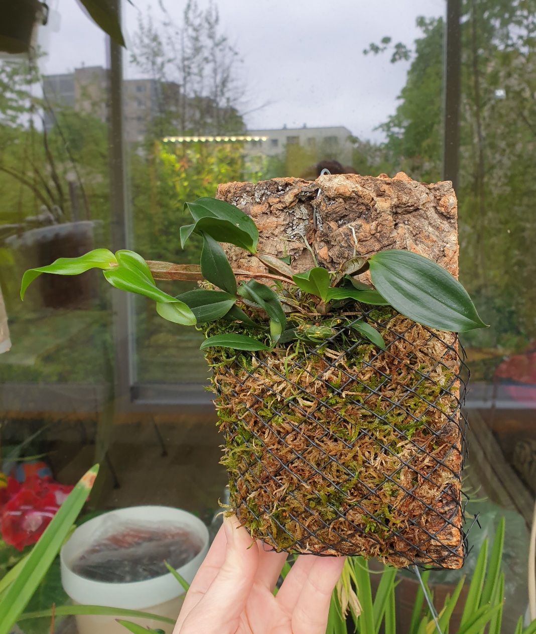 20210514_Dendrobium tetragonum var giganteum.jpg