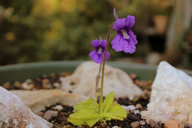Pinguicula grandiflora'21.05..jpg