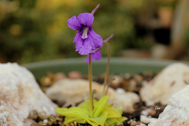 Pinguicula grandiflora'21.05.jpg