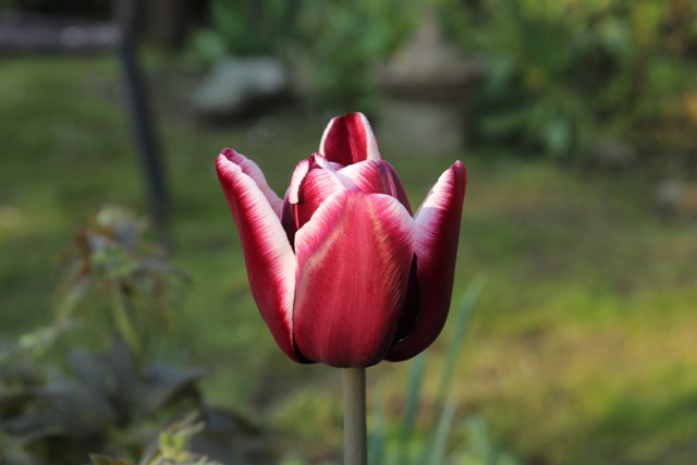 Tulip 'Alexander Pushkin'.JPG