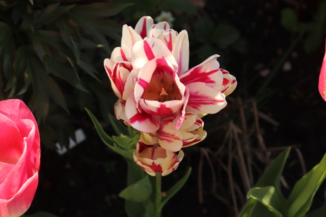 Tulip 'Flaming Club'.JPG