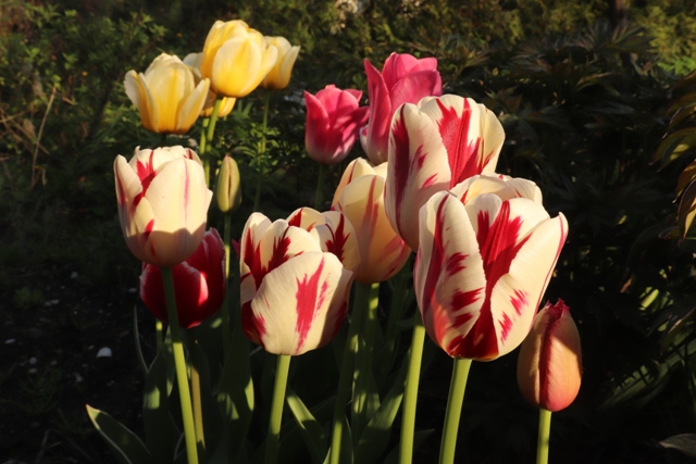 Tulip 'Grand Perfection'.JPG