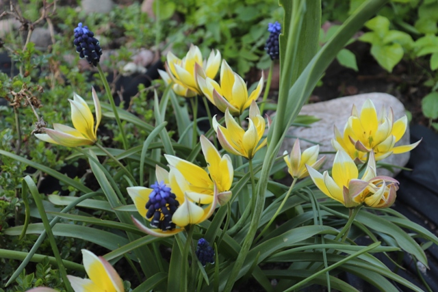 Tulips dasystemon 'Tarda'.JPG