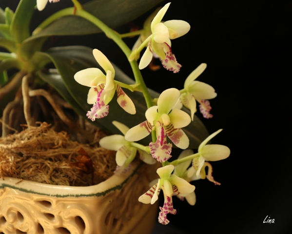 Sedirea japonica'2021..jpg