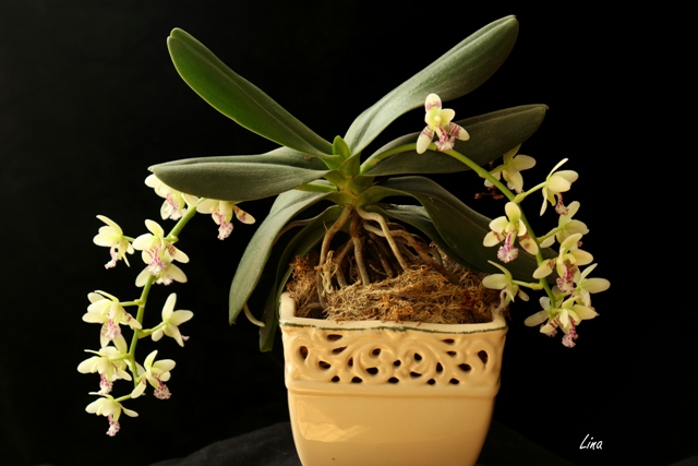Sedirea japonica'2021.jpg