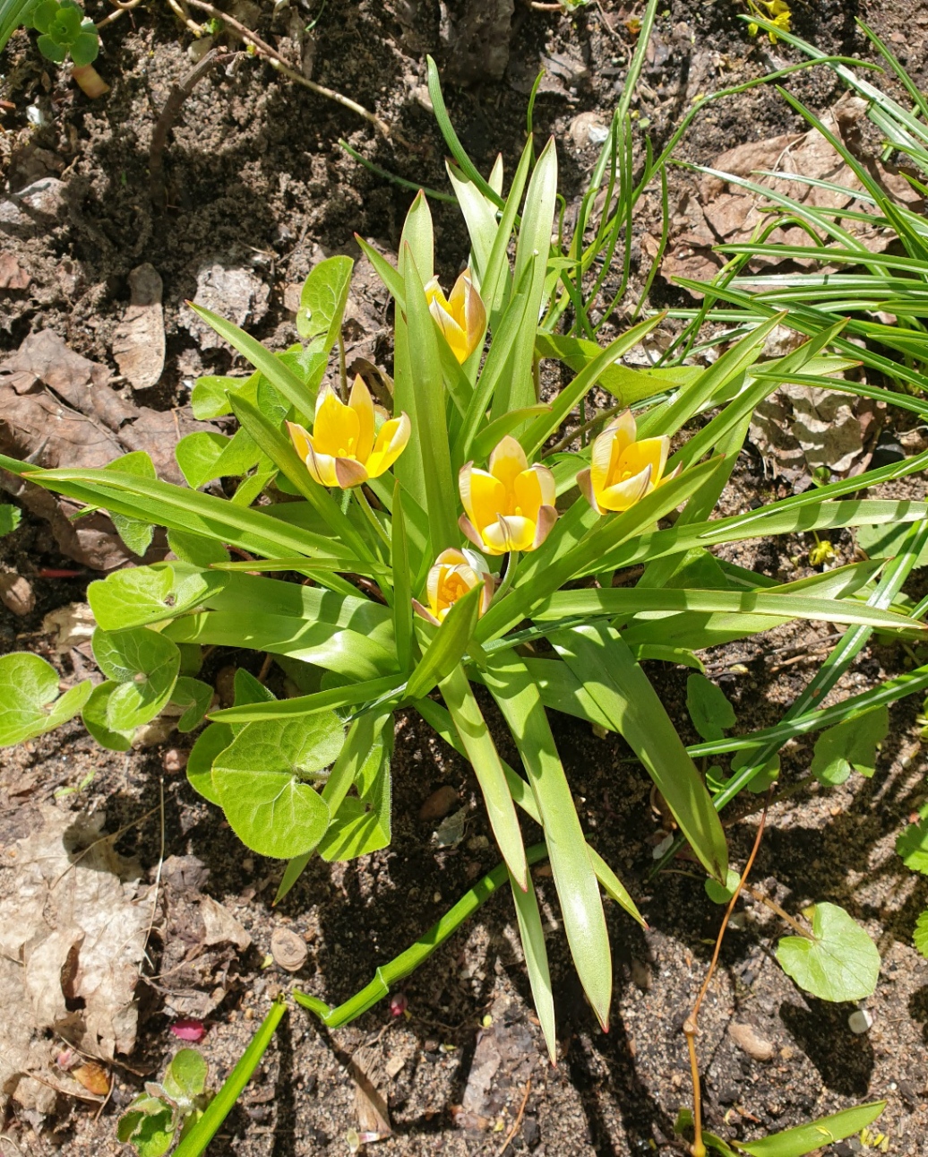 Tulpe.jpg