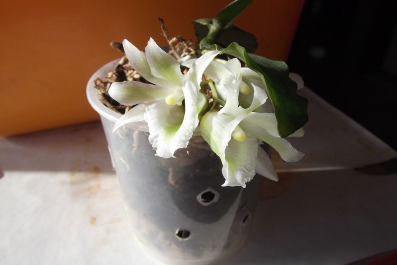DSCF4780.JPG