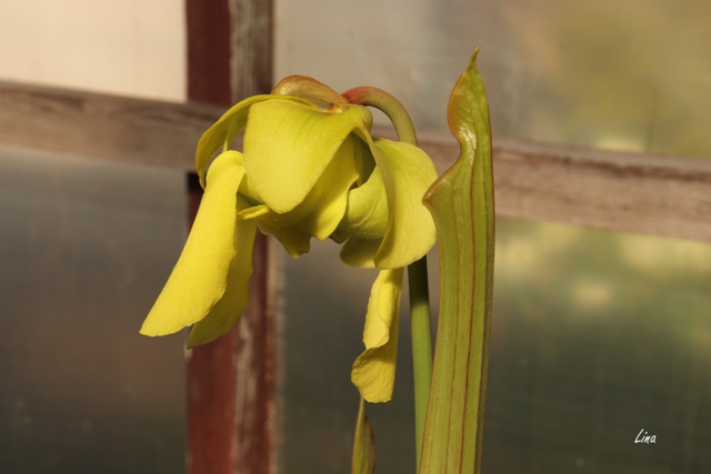 Sarracenia flava var. ornata'21.05...jpg