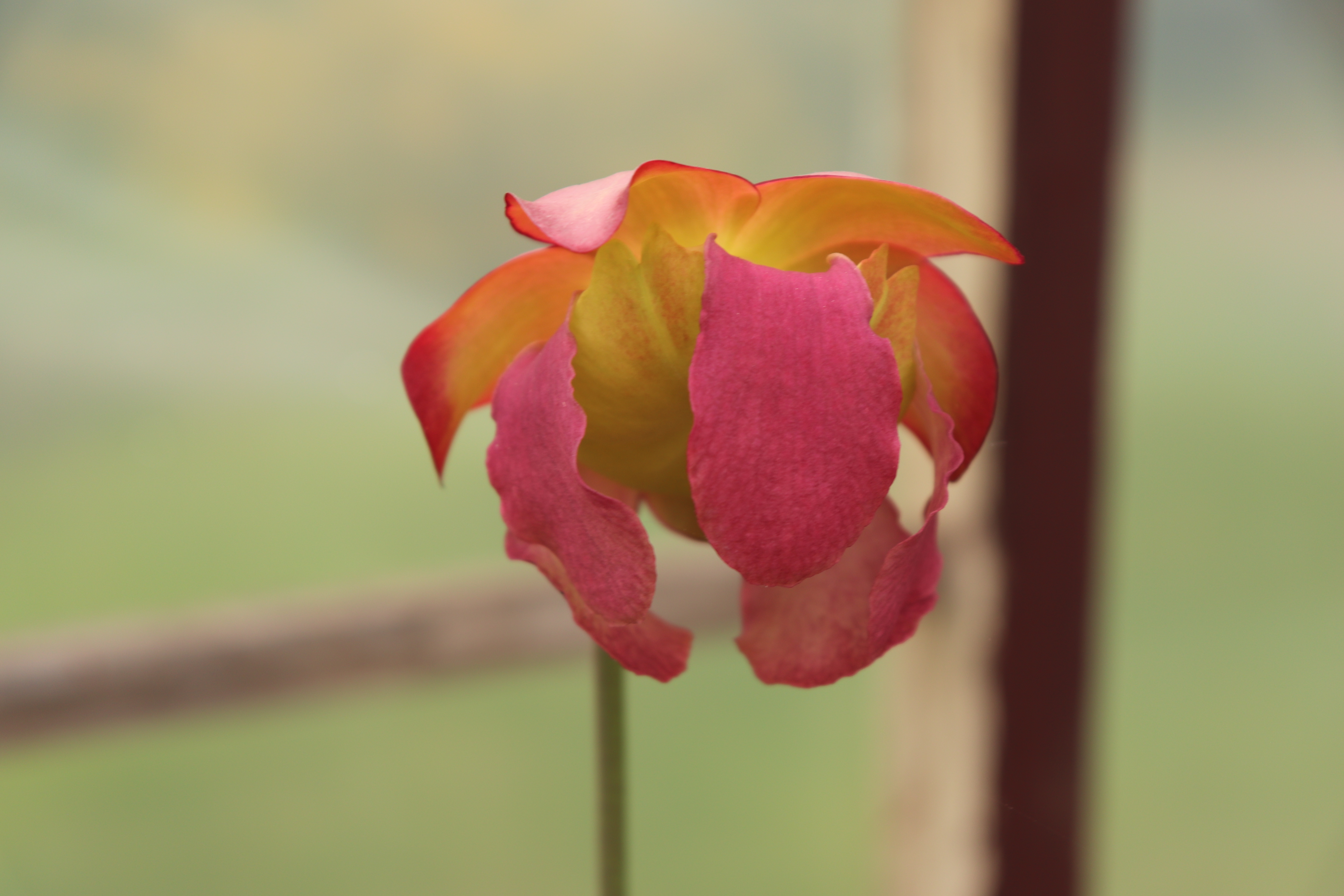 Sarracenia leucophylla 'Redneck''21.JPG