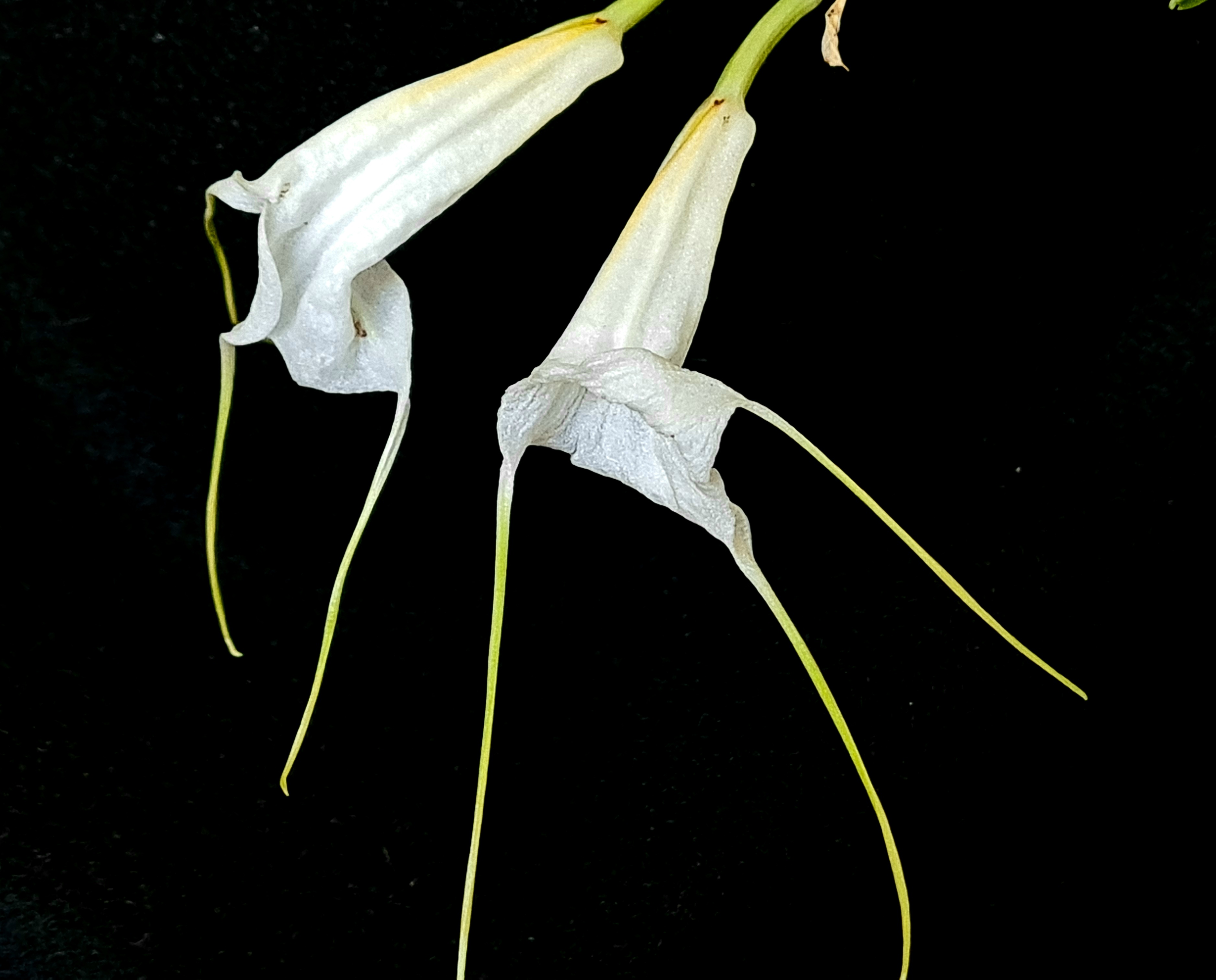 Masdevallia datura