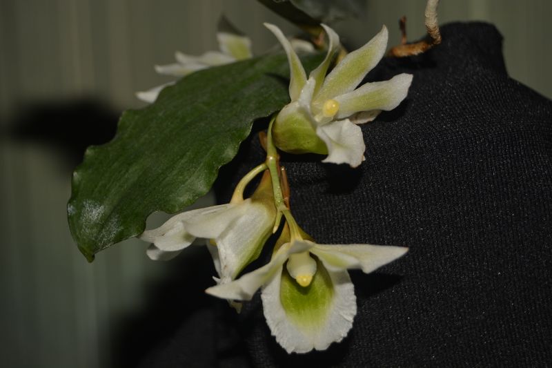 DSC_2378.JPG