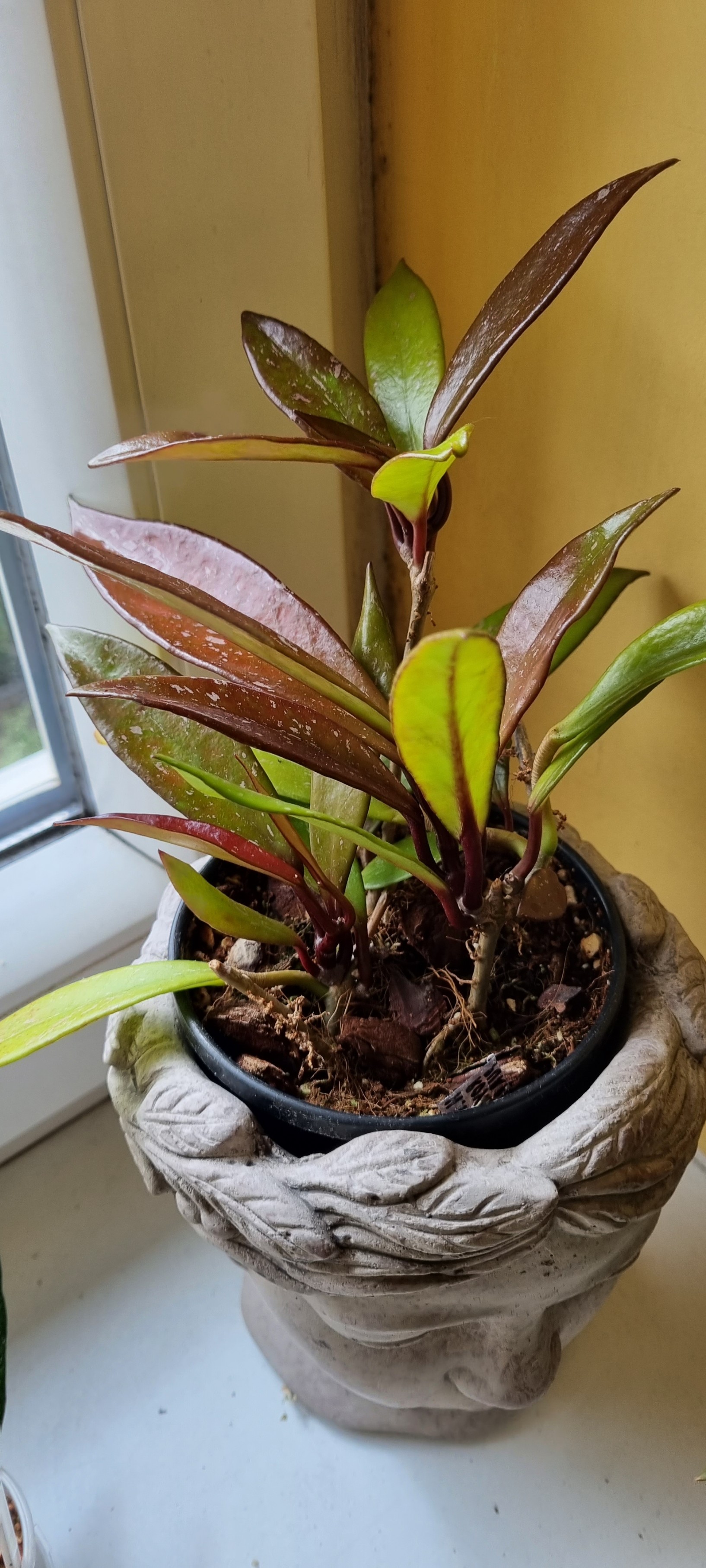 h.pubicalyx hawaian purple.jpg