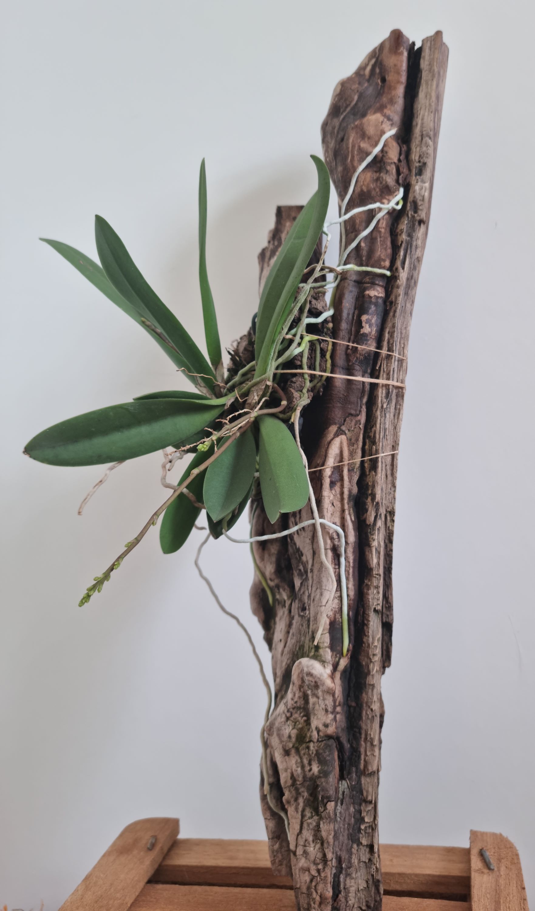 Oncidium pumilum.jpg
