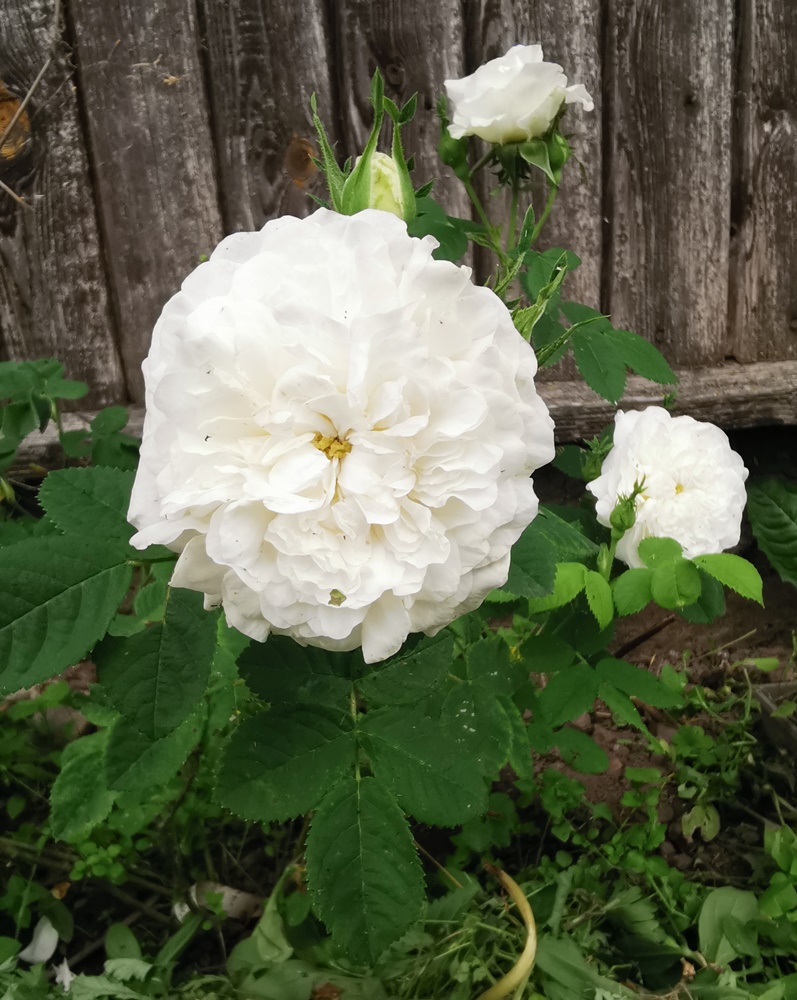 210626 r.alba Madame Legras de St. Germain.jpg