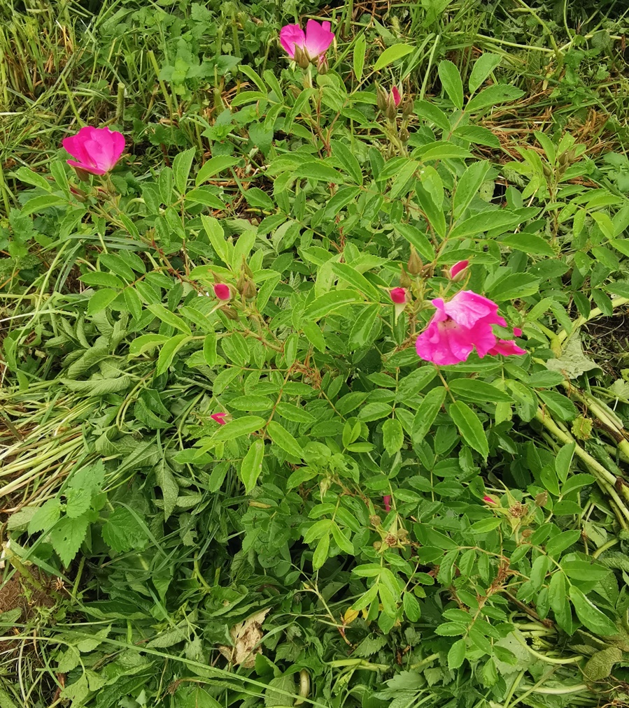 210626 R.rugosa hybr. Himmelssturmer.jpg