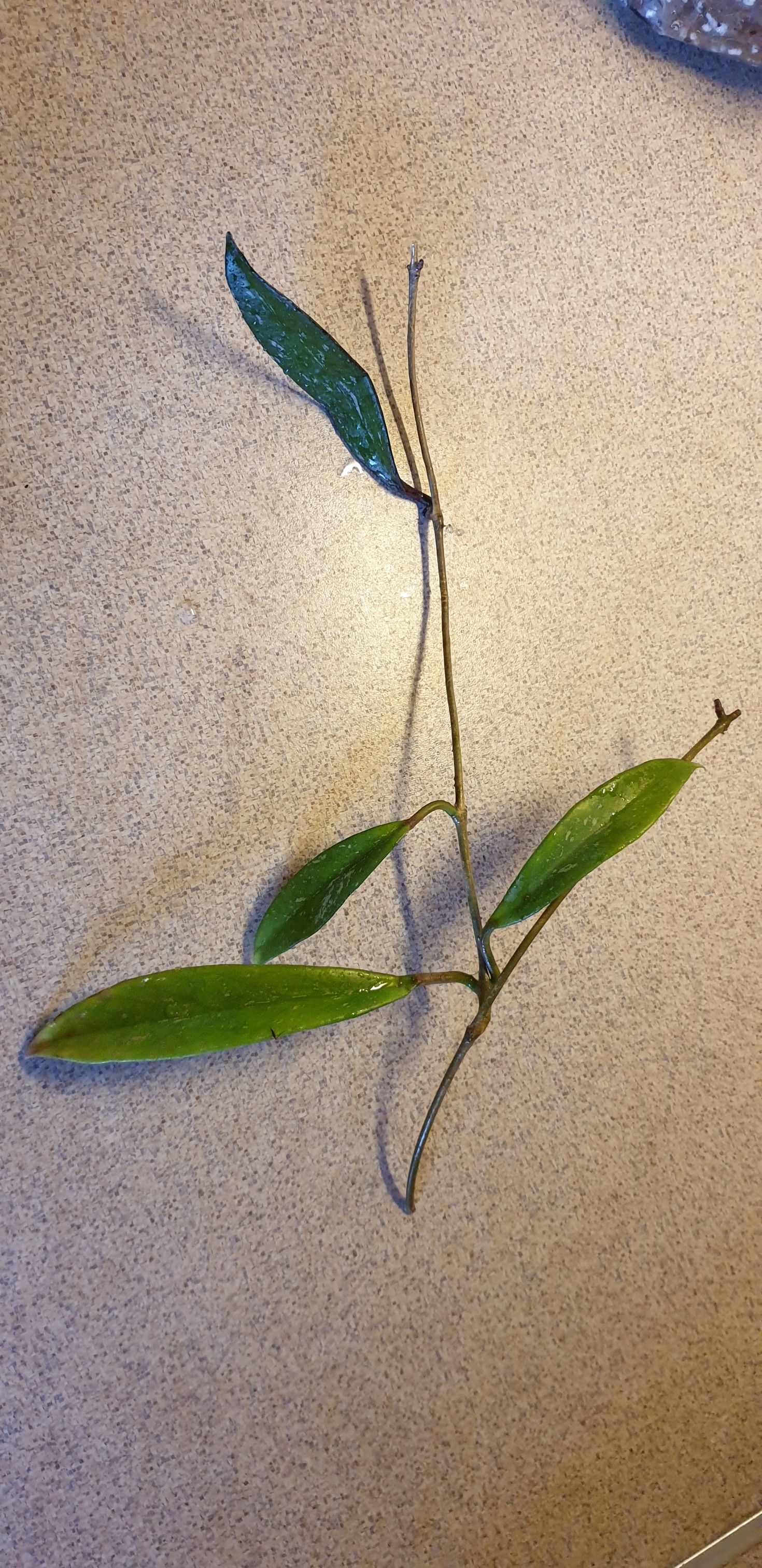 hoya hawaian.jpg