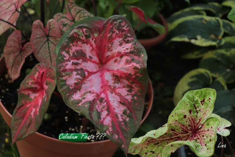 Caladium 'Fiesta'21_ne Fiesta.jpg