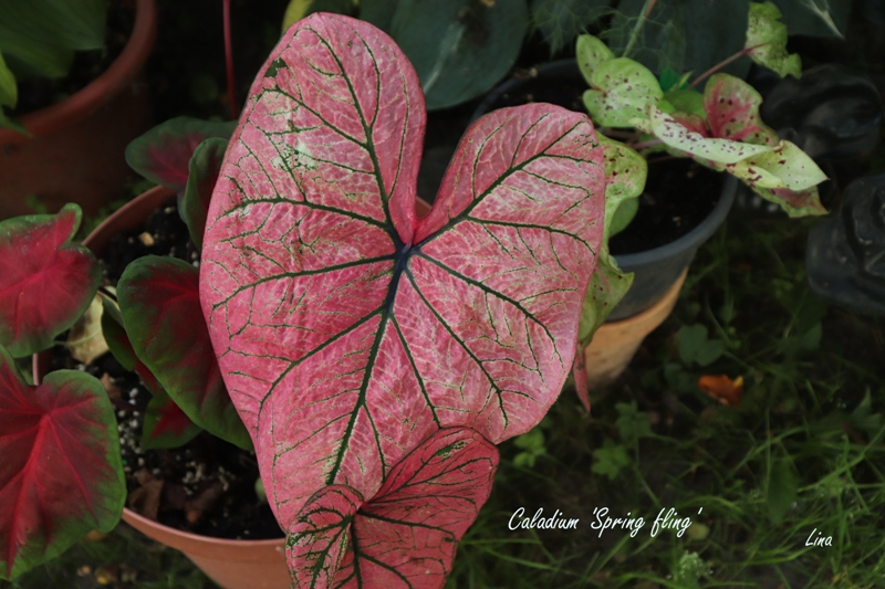 Caladium 'Spring fling'21.07.jpg