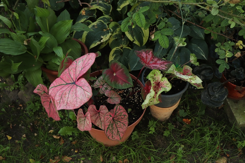 Caladiums.JPG