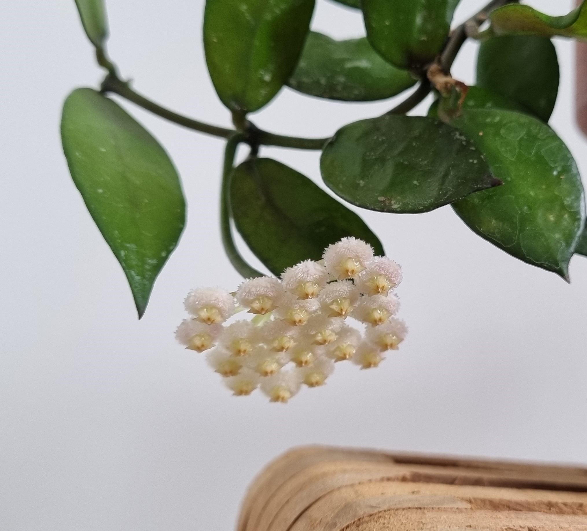 Hoya lacunosa1.jpg
