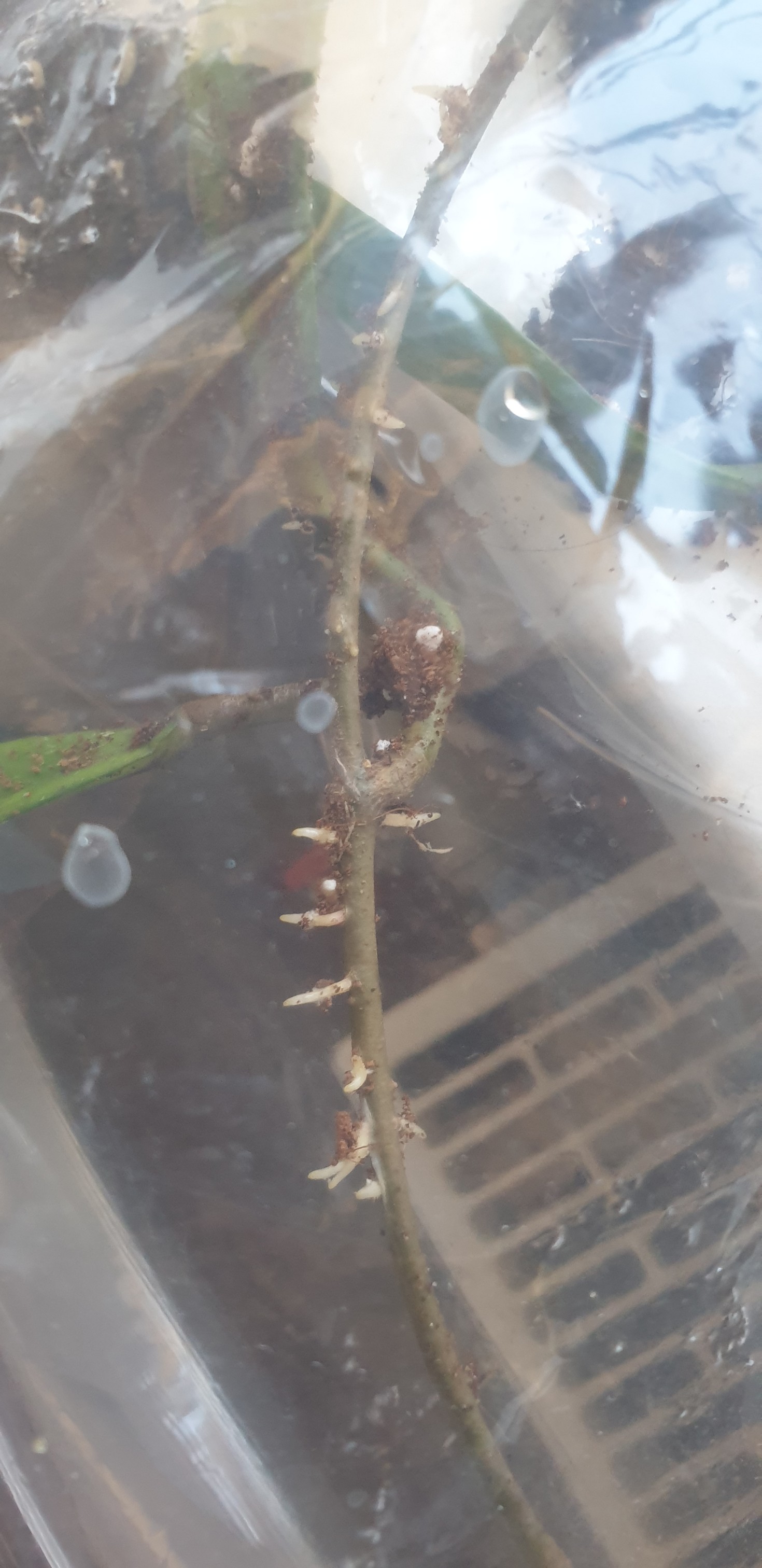 h.pubicalyxroyalhawaianpurple.jpg