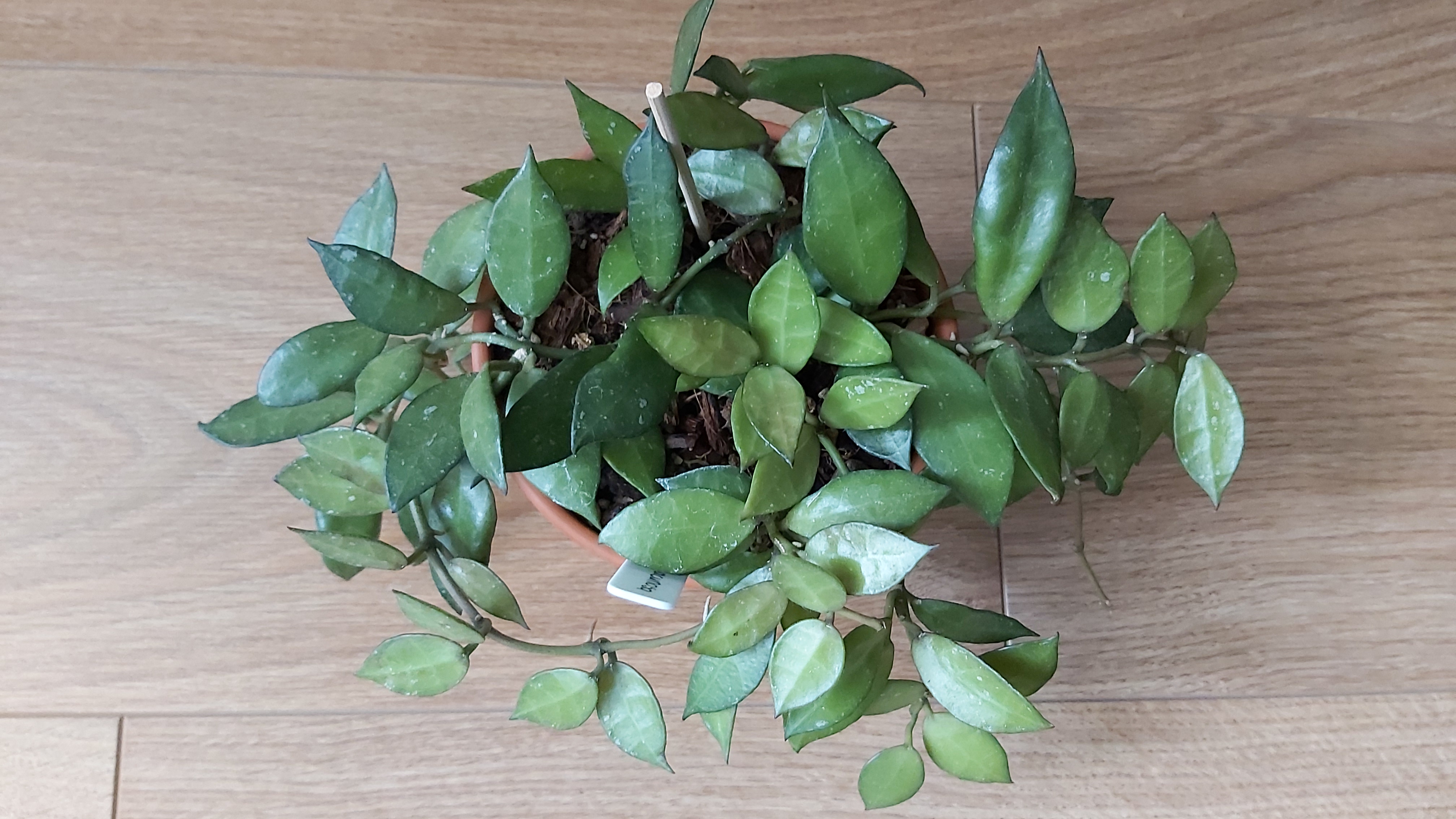 Hoya lacunosa.jpg