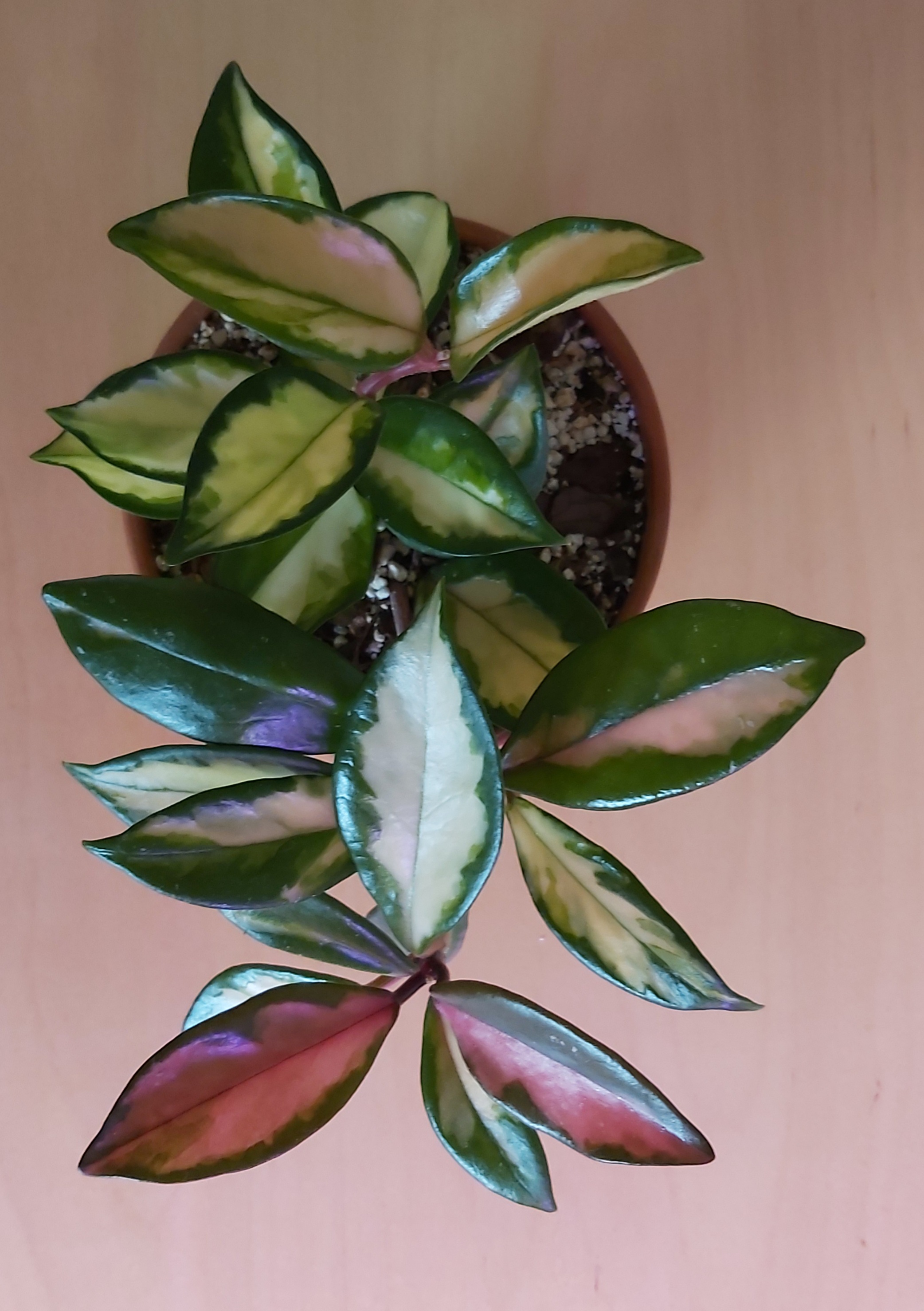 Hoya carnosa 'KRIMSON PRINCES '.jpg