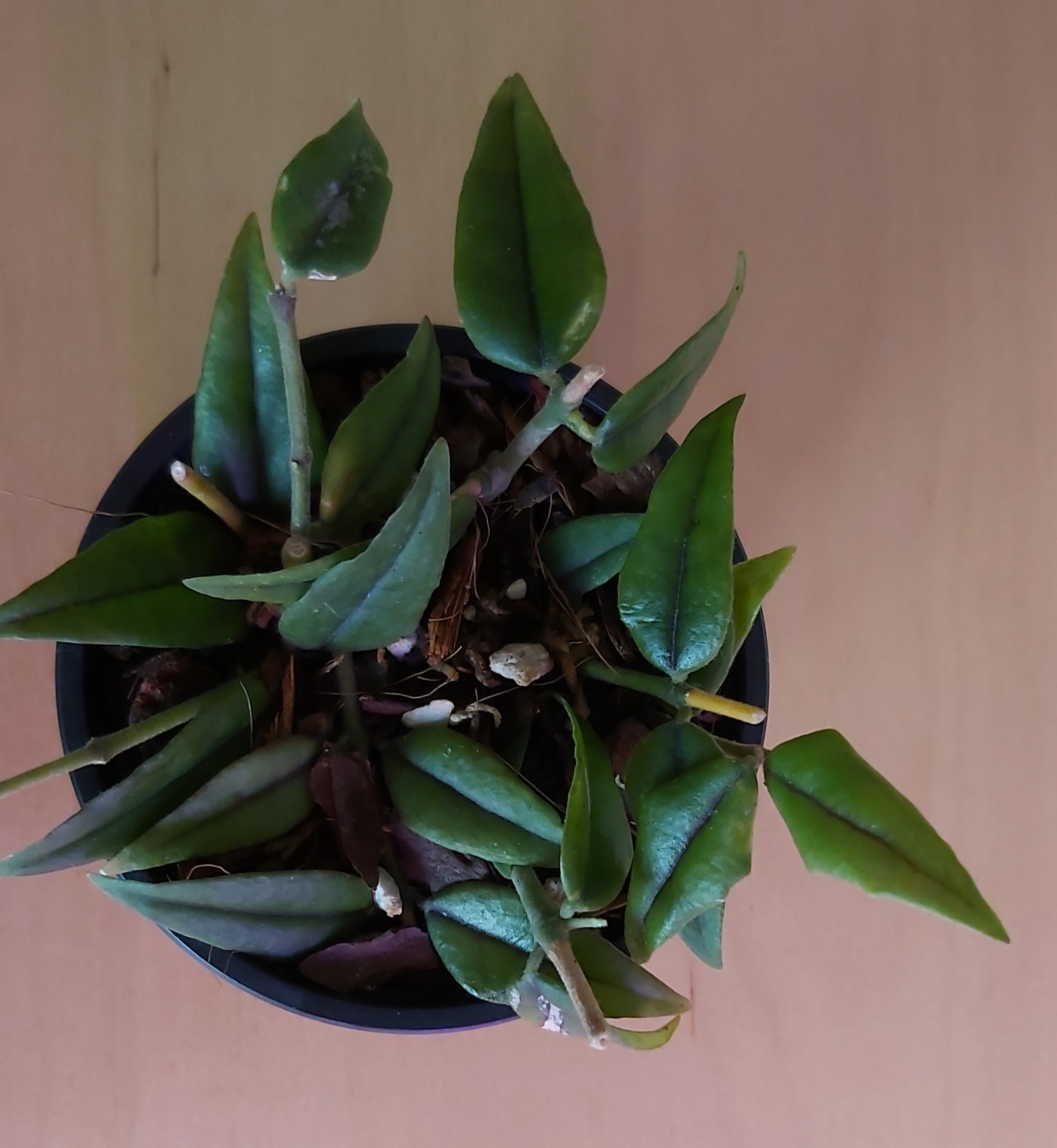 Hoya bella.jpg