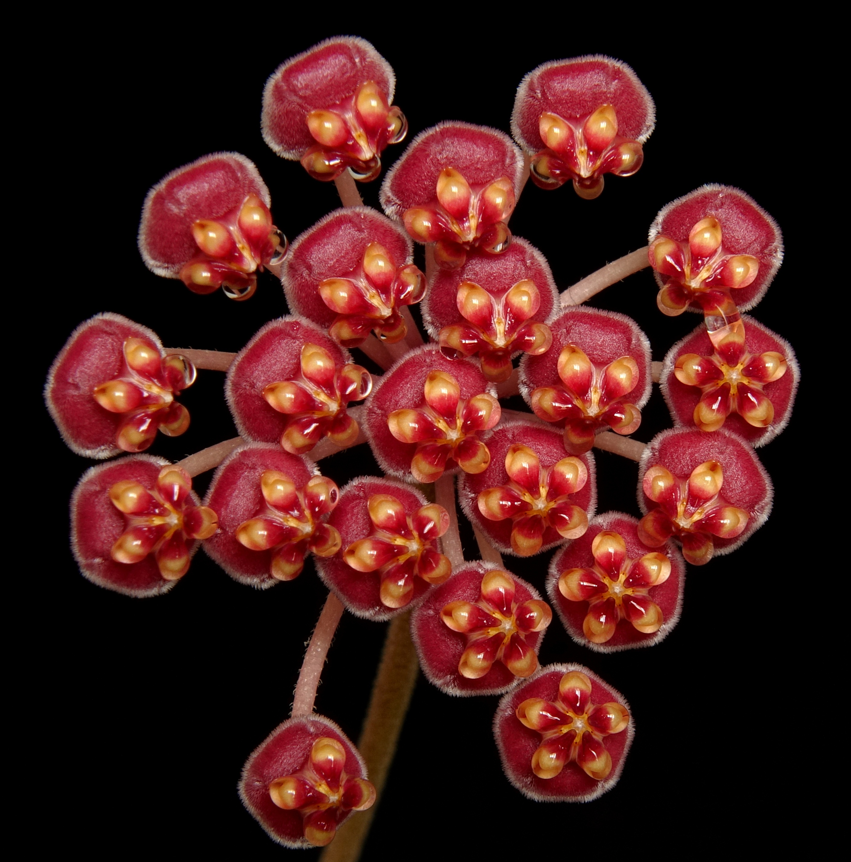 Hoya bilobata