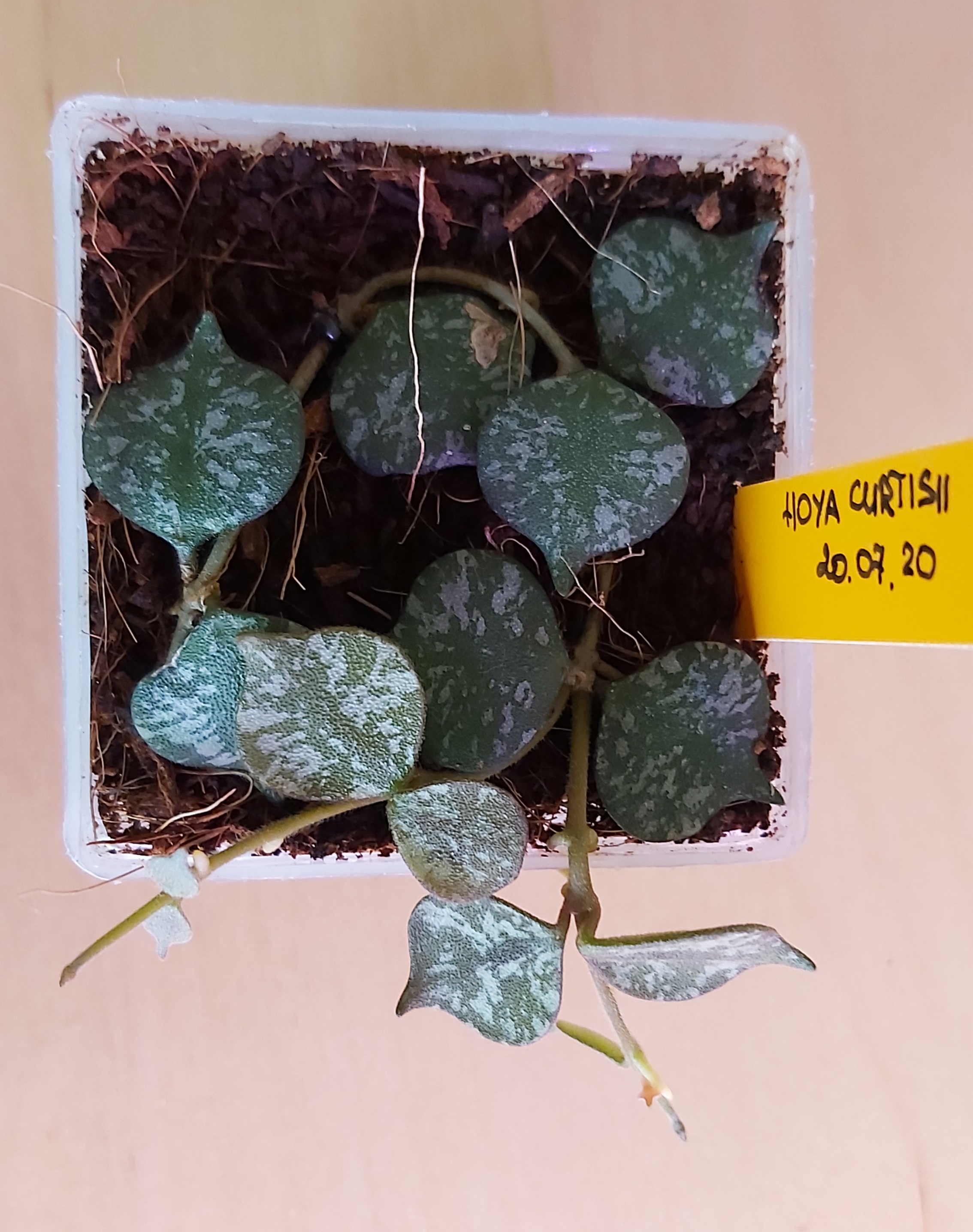 Hoya curtisii.jpg