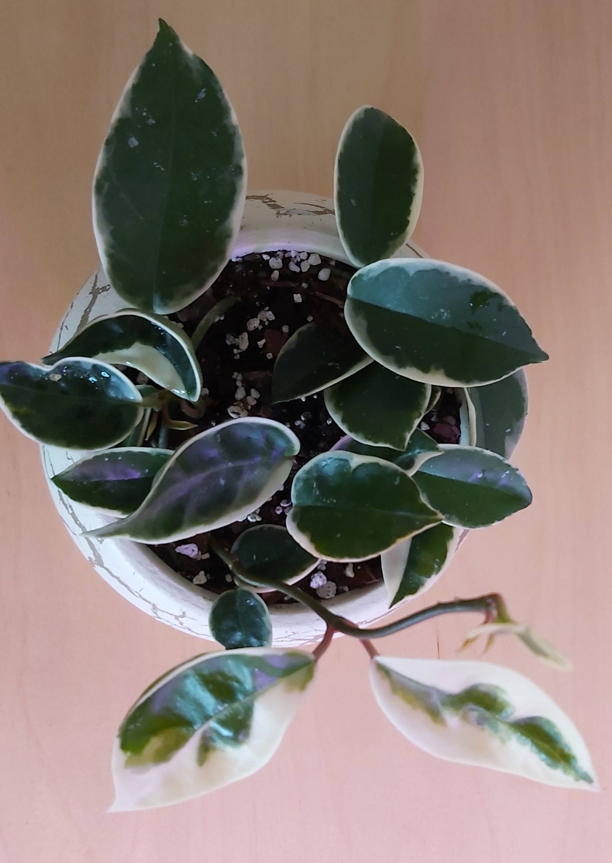 Hoya carnosa 'KRIMSON QUEEN'.jpg