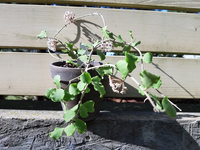 Hoya kanyakumariana White Red 1.jpg