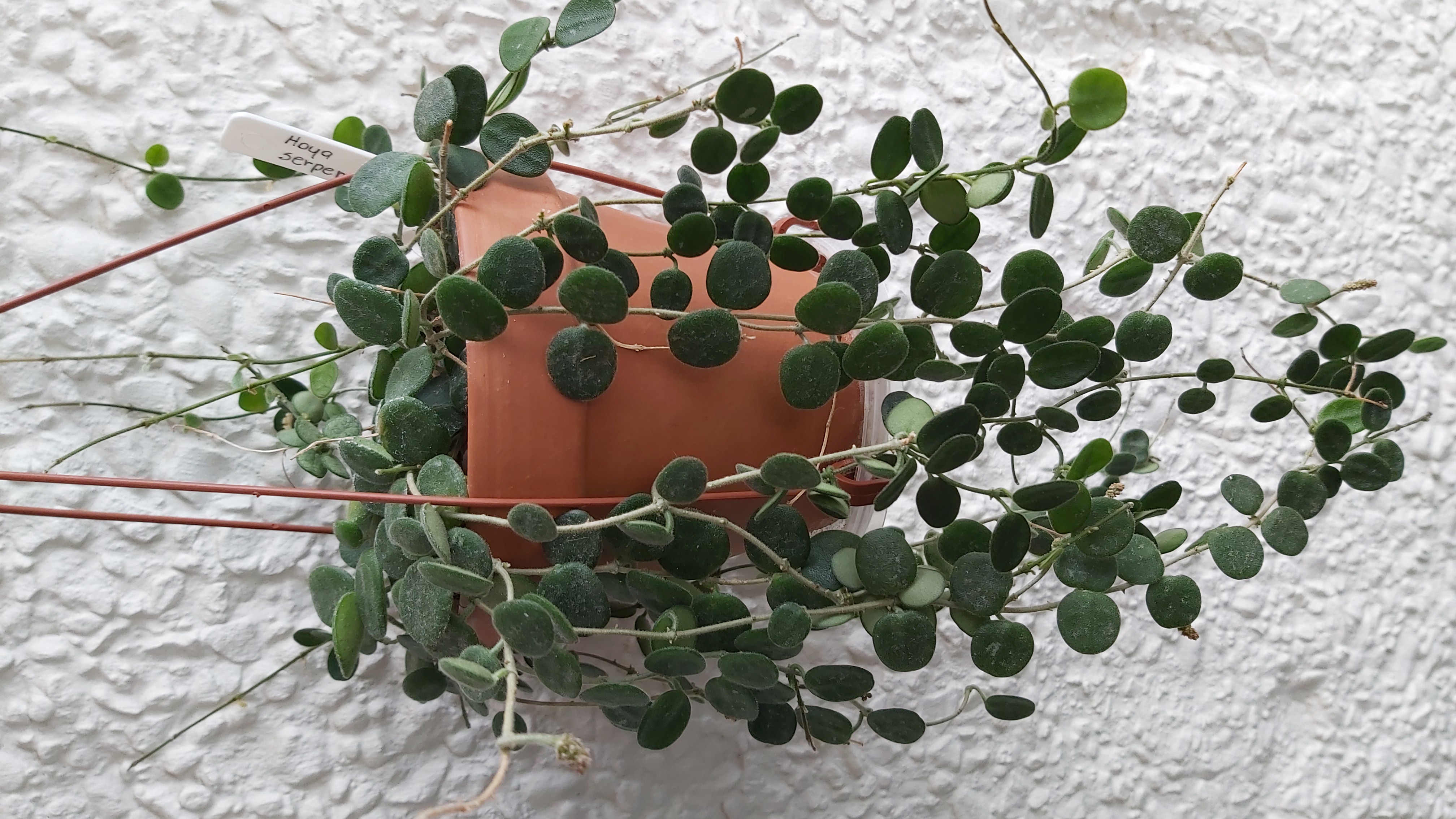 Hoya serpens.jpg