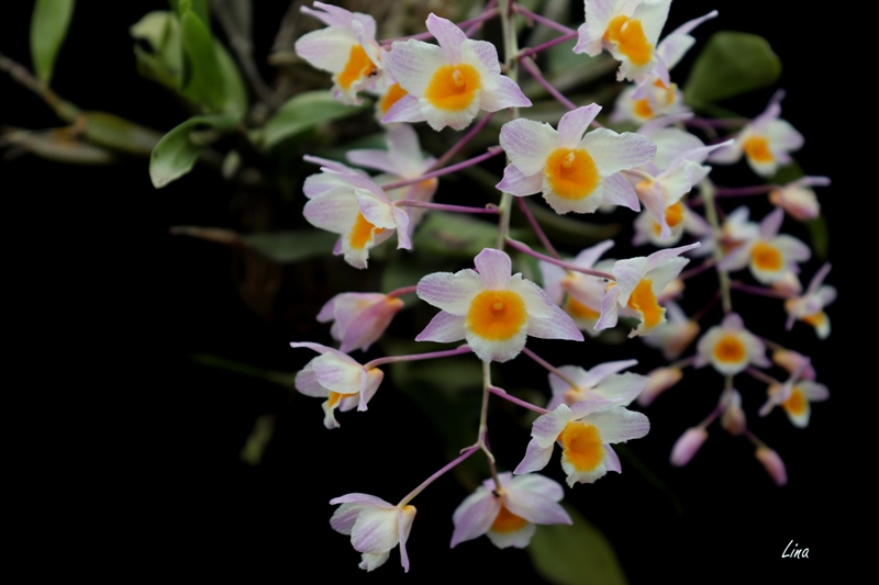 Dendrobium farmeri 'Pink'21.07..jpg
