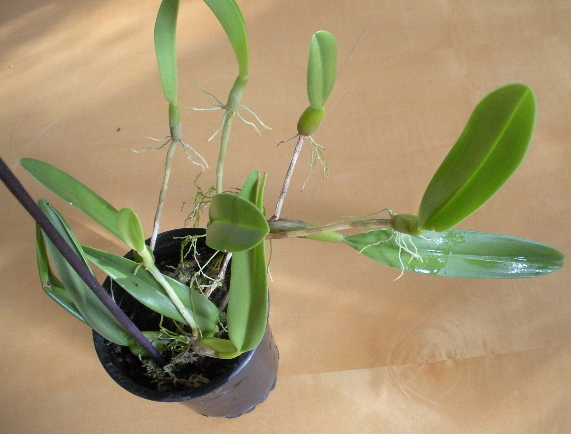 Bulbophyllum odoratissimum.JPG