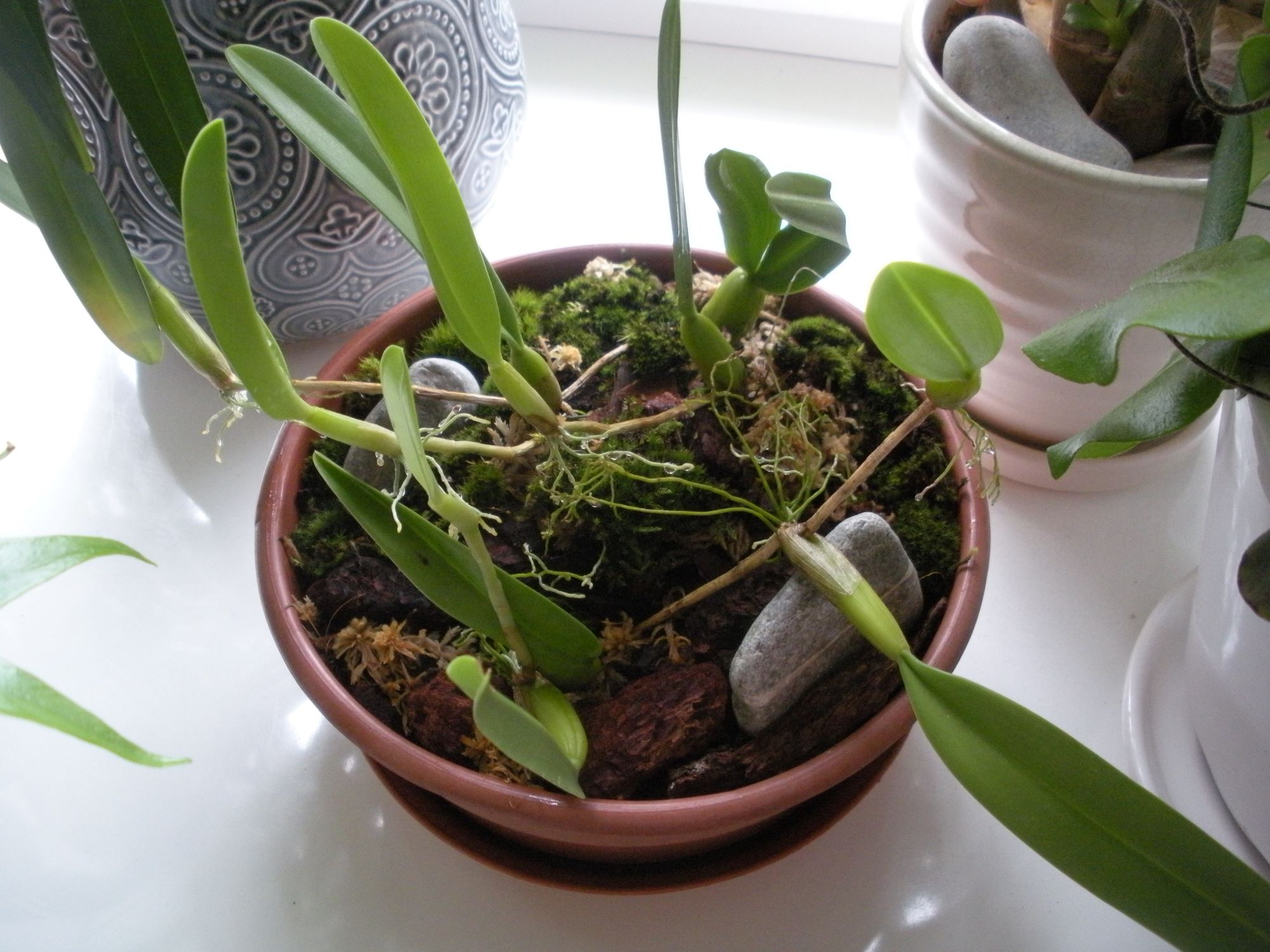 Bulbophyllum odoratissimum2.JPG
