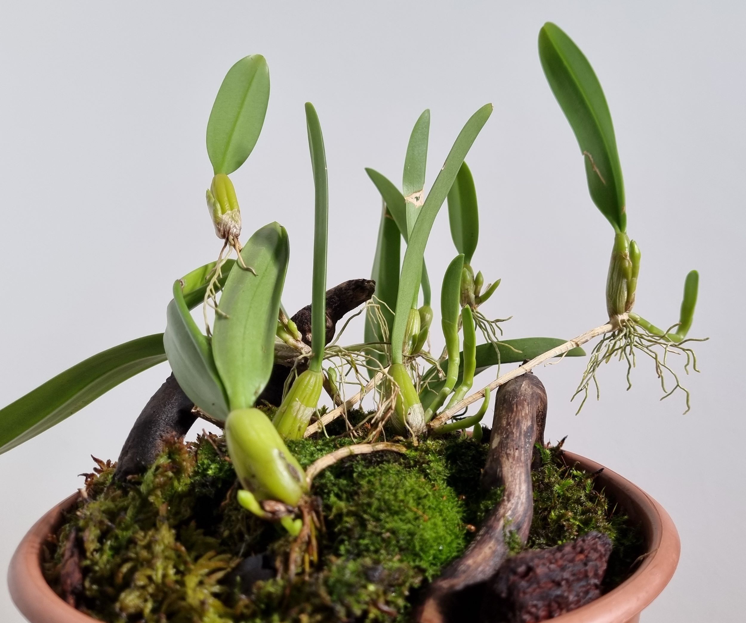 20210805_Bulbophyllum odoratissimum.jpg