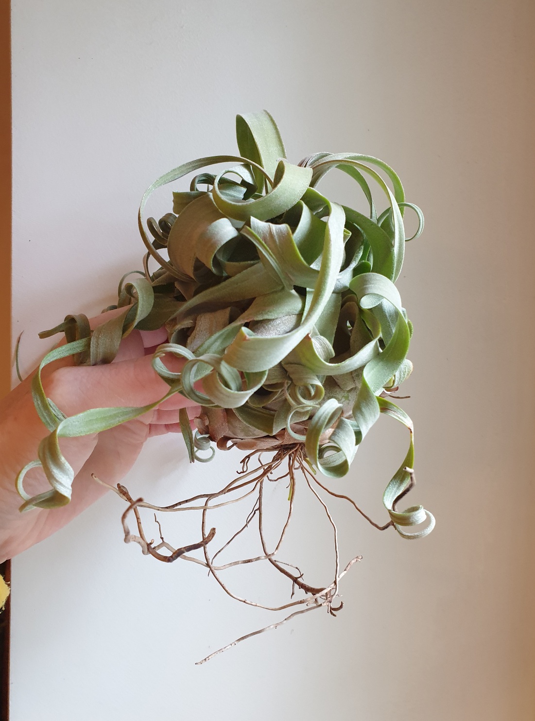 Till. streptophylla