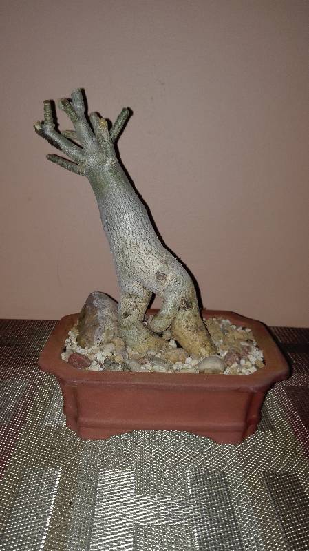 Tinūtras (Adenium).jpg