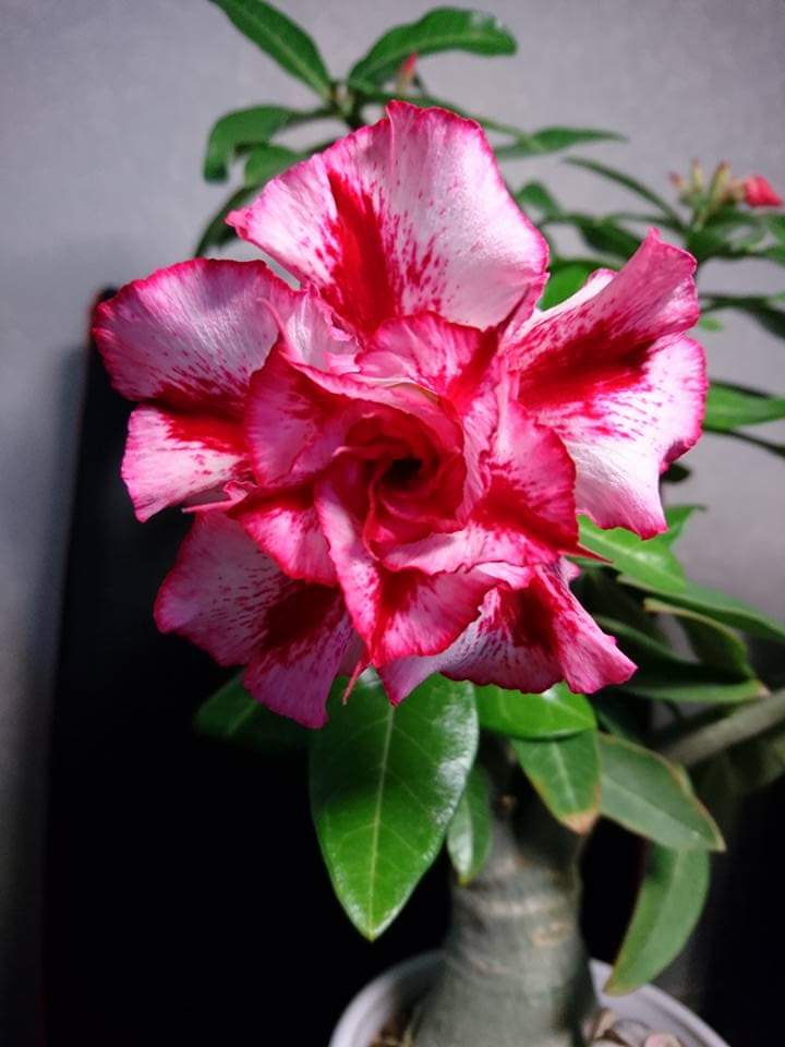 FB_IMG_1550159733612.jpg