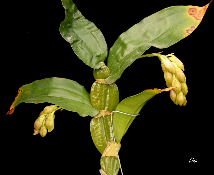 Dendrobium sulcatum'21.08.jpg